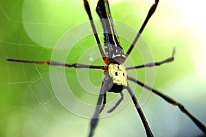 Â spider on the web, top view